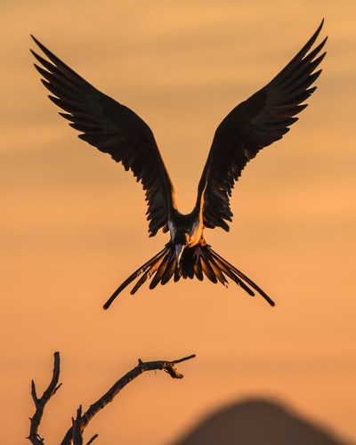鸟类拍动翅膀的选择性聚焦摄影
